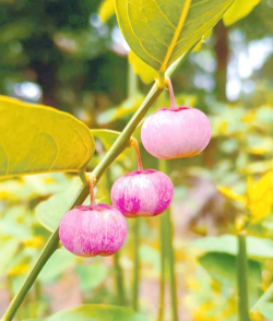 最常见的木本植物有哪些