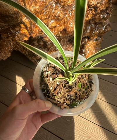 家庭养花用生根粉