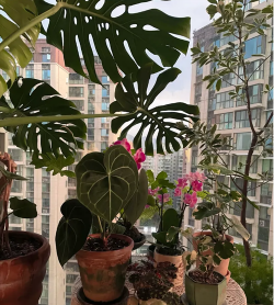 家庭养花用生根粉