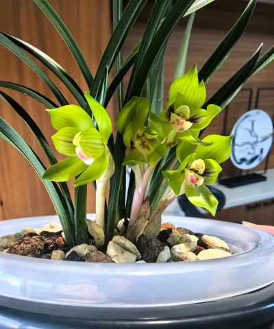 广东省有哪些地区有春兰