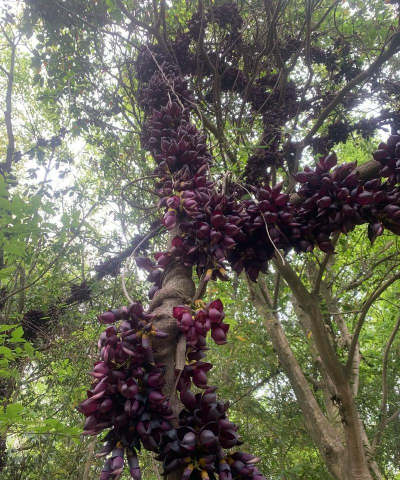 什么是紫花油麻藤