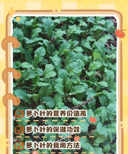 养花萝卜叶