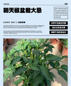 朝天椒盆栽代表什么