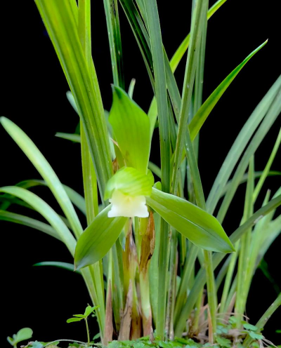 最耐阴的兰花品有哪些