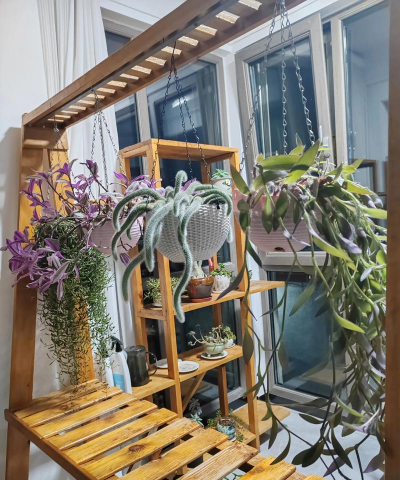 家庭养花用生根粉