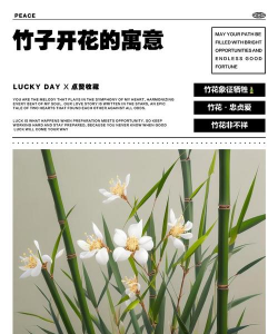 竹子花的花语是什么