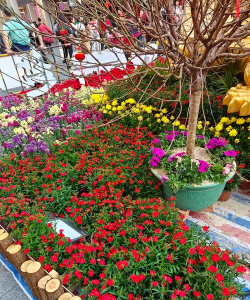 家庭养花用生根粉