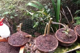 家庭养花用生根粉