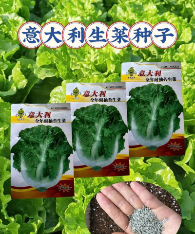 市场上有哪些生菜种子