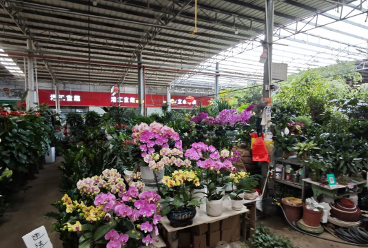 家庭养花用生根粉