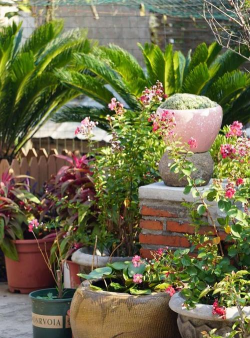 家庭养花用生根粉