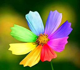 叫七彩的花有哪些