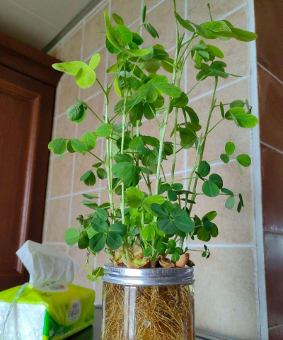 家庭养花用生根粉