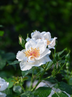 白色藤本月季花有哪些