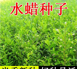 水蜡树种子什么播种