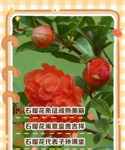 喜欢石榴花的原因有哪些