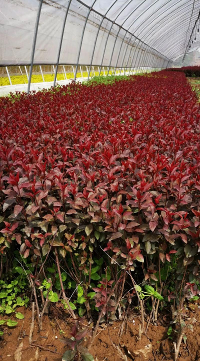 紫叶矮樱什么科