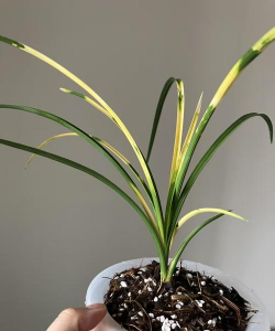 什么品种兰花叶子小