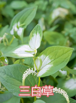 三白草属包含哪些植物