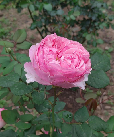 月季春天开花有哪些品种