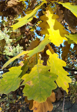 橡树一样的花儿有哪些