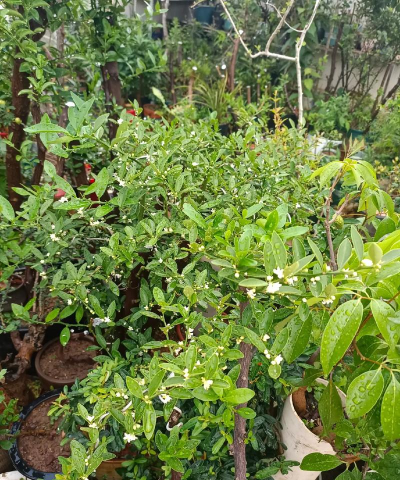 家庭养花用生根粉