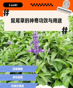 什么动物吃鼠尾草