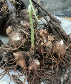 附子植物叫什么名字