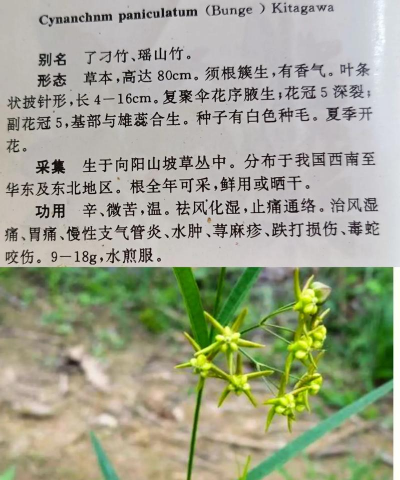 徐长卿有什么药用价值