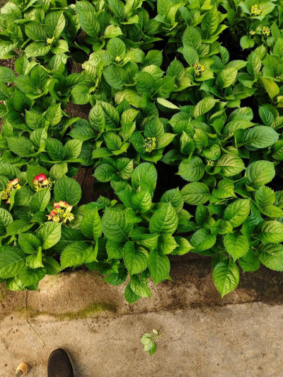 家庭养花用生根粉