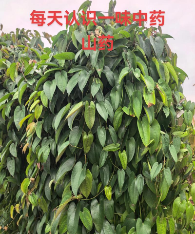 山药在哪些地方叫淮山