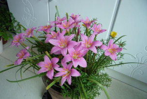 韭菜莲根什么样