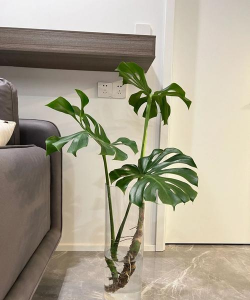 天南星科水培植物有哪些