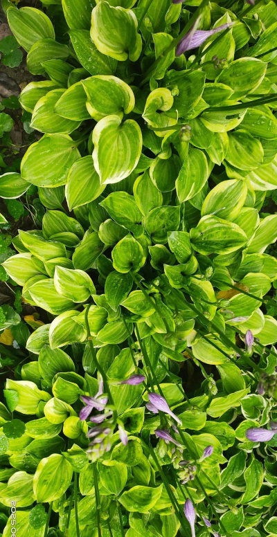 百合科都有哪些植物