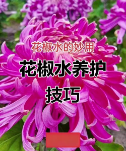花椒水养花