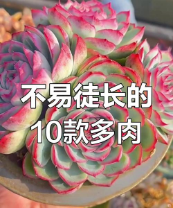 哪些多肉不容易徙长