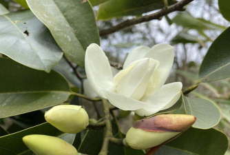 深山含笑什么时候施肥