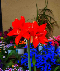 家庭养花用生根粉