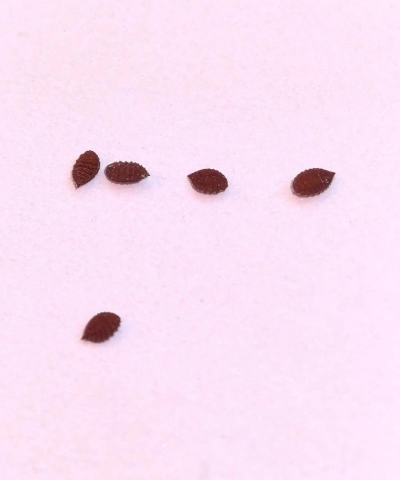 花叶有黑点是什么虫卵