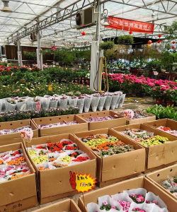 家庭养花用生根粉