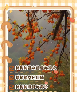 柿树秋季管理四要点