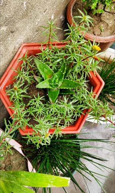 家庭养花用生根粉