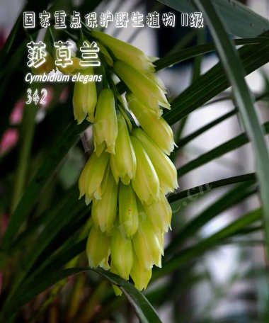 莎草兰象征什么