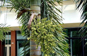 狐尾椰子开花什么颜色