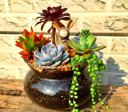 家庭养花用生根粉