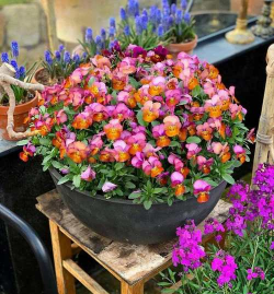 家庭养花用生根粉