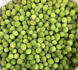 青杨梅是什么样子