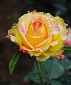 月季花什么什么的月季花