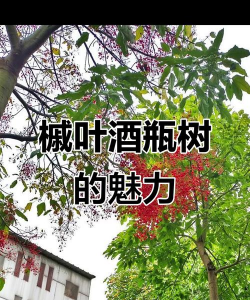 什么树是浇酒的