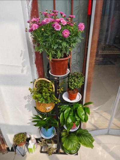 家庭养花用生根粉